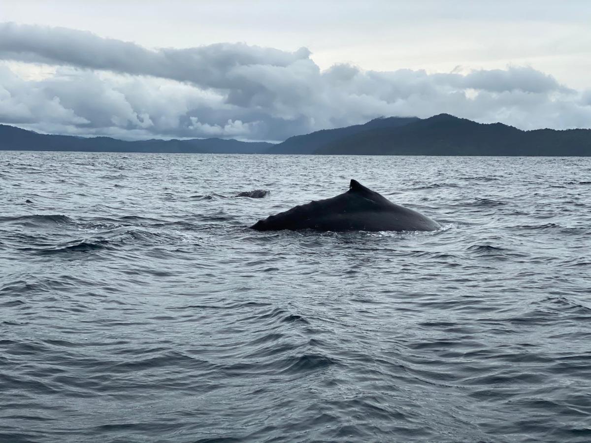 Posada Turistica Rocas De Cabo Marzo Bahia Solano Eksteriør billede